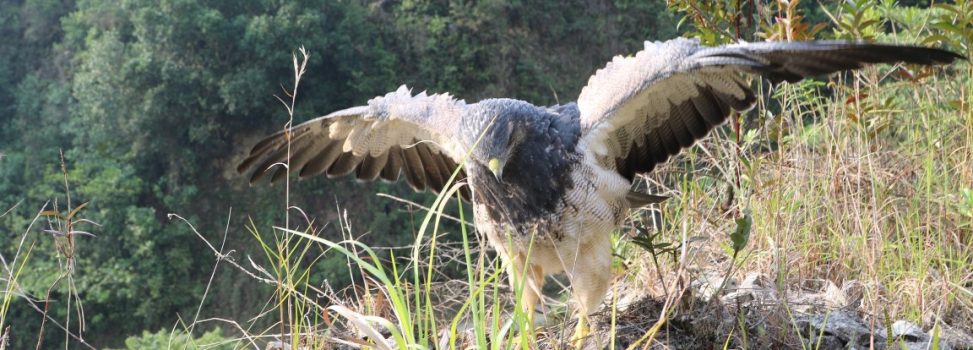 Águila de Páramo herida con perdigones volvió a volar en cielo huilense