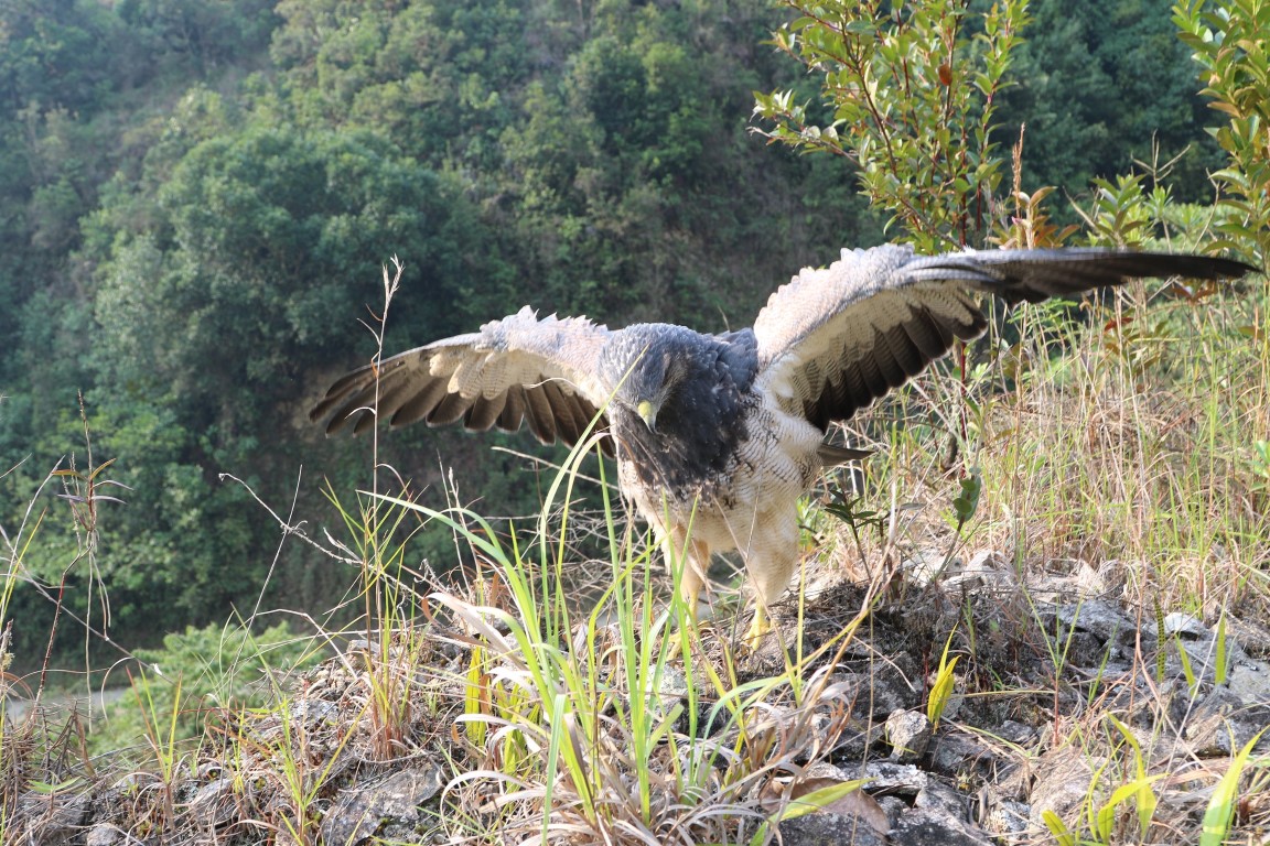 Águila de Páramo herida con perdigones volvió a volar en cielo huilense