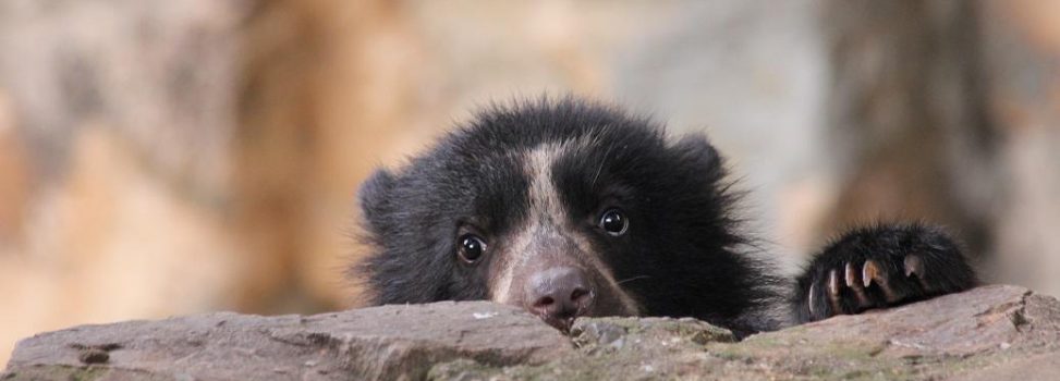 TRAS LAS HUELLAS DEL OSO EN “LOS ALPES” VALLECAUCANOS