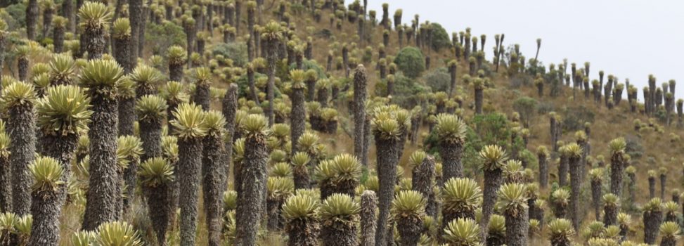 Corpocaldas celebra el Día Mundial del Medio Ambiente con el reconocimiento a la Plataforma Colaborativa de la Cuenca del río Chinchiná