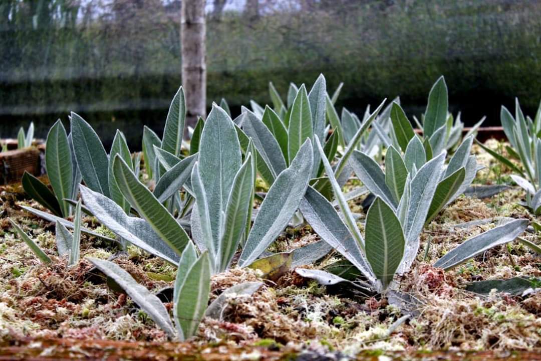 200 frailejones fueron sembrados en el páramo Letreros, Laguna del Magdalena