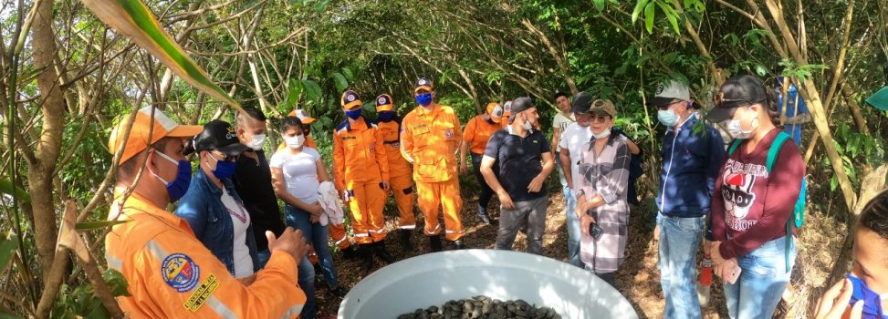 700 tortugas fueron liberadas en La Macarena