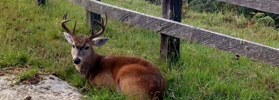 Cornare hace un llamado a proteger la fauna silvestre de los ataques de perros y gatos