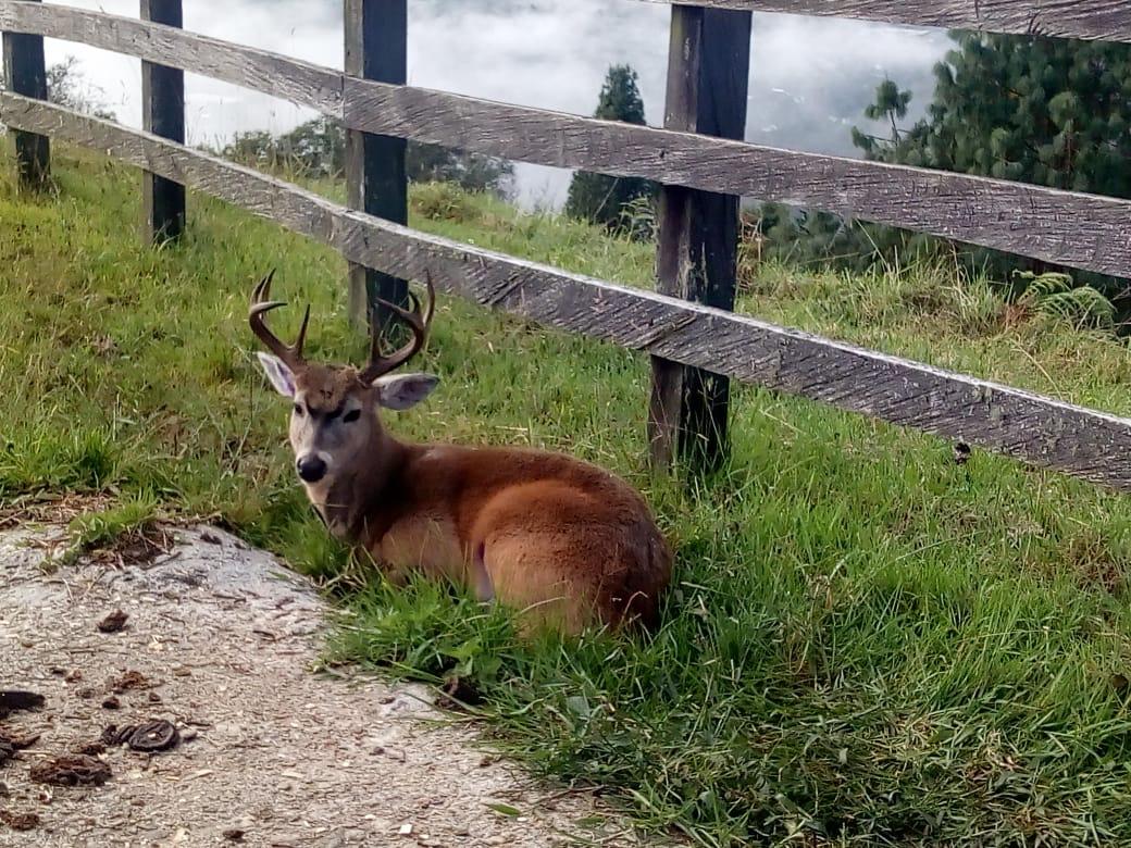 Cornare hace un llamado a proteger la fauna silvestre de los ataques de perros y gatos