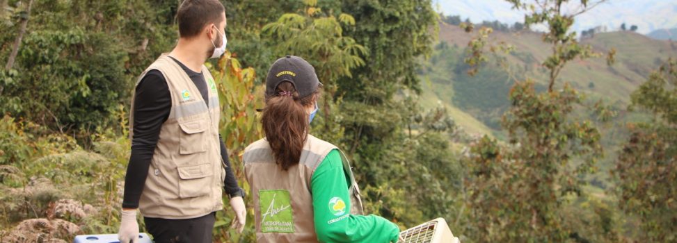 Rescate de tigrilla lanuda con final feliz en el Suroeste