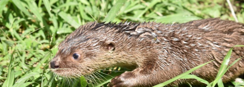 La Nutria de río, una especie en conservación en el Huila