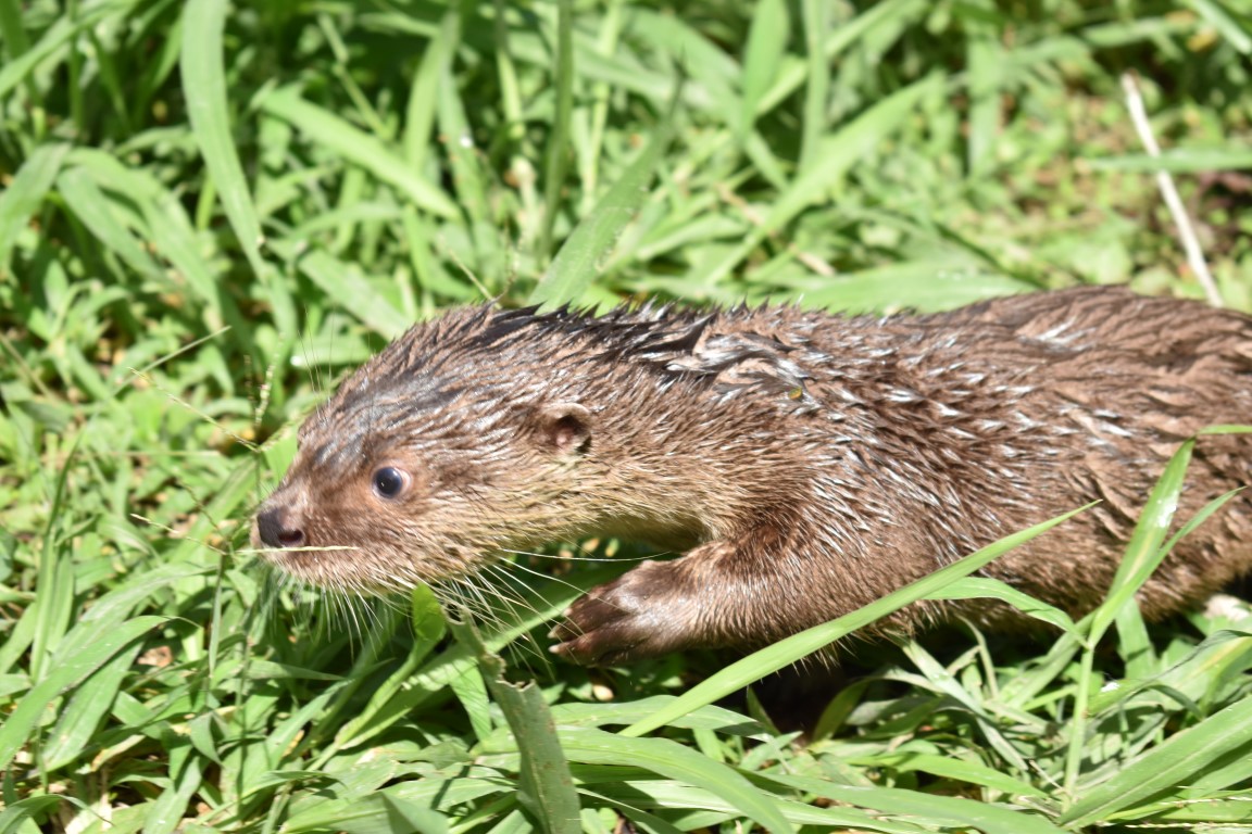 La Nutria de río, una especie en conservación en el Huila