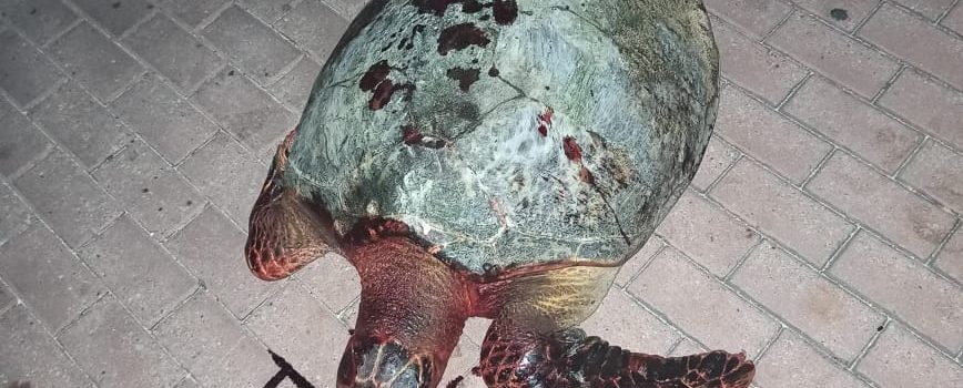 CORALINA intenta salvar la vida de una tortuga que algunas personas pretendían sacrificar