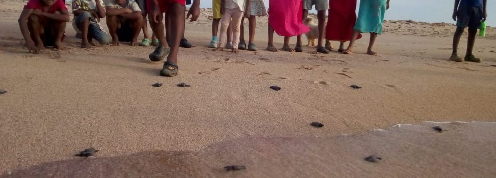 COMUNIDAD DE BAHÍA HONDITA, COMPROMETIDA CON LA CONSERVACIÓN DE LAS TORTUGAS MARINAS