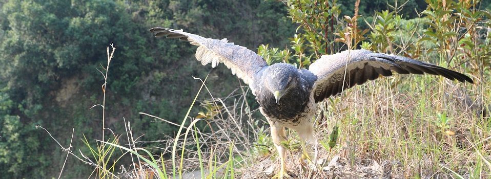 407 especímenes de fauna silvestre recuperados en el Huila en el 2020