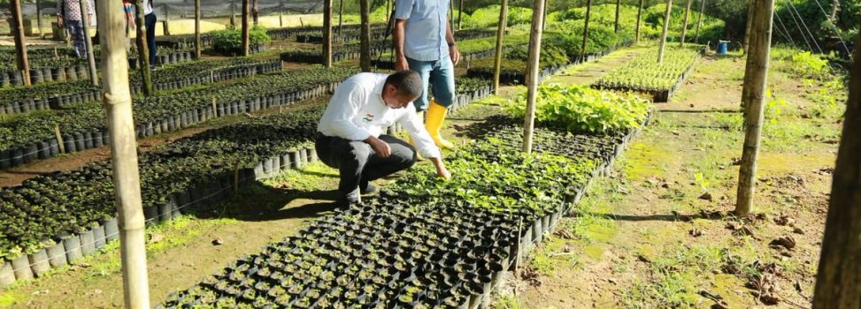 El Meta tendrá cuatro mega viveros para combatir la deforestación