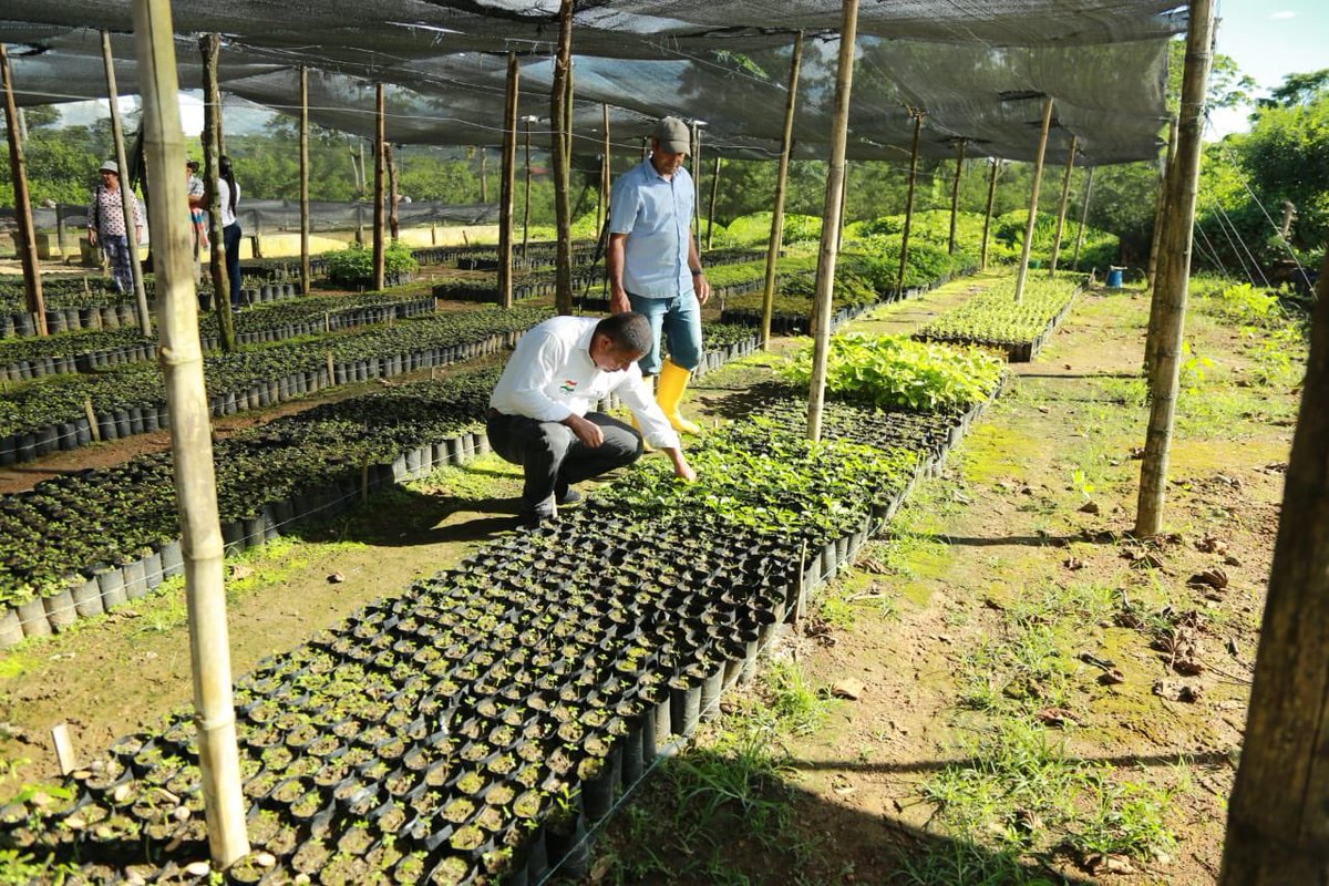 El Meta tendrá cuatro mega viveros para combatir la deforestación