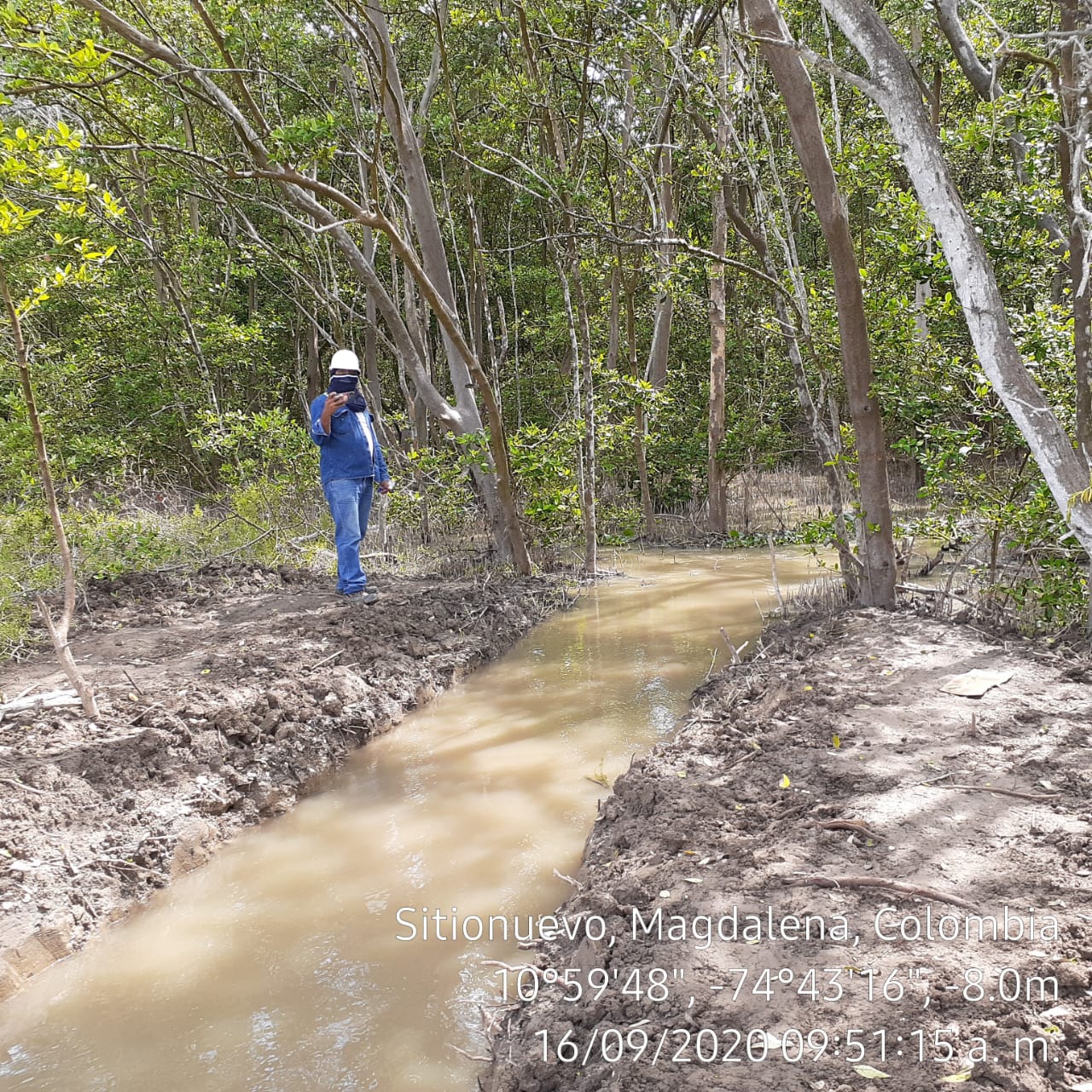 ASÍ FLUYE EL AGUA DULCE EN LOS CAÑOS CLARÍN VIEJO Y NUEVO PARA LA RECUPERACIÓN DE LA CIÉNAGA GRANDE DE SANTA MARTA