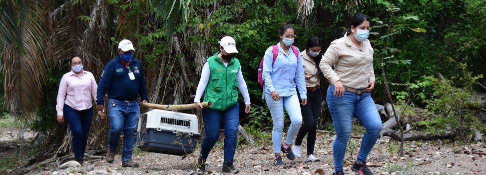 Liberan fauna silvestre en reserva natural del Huila