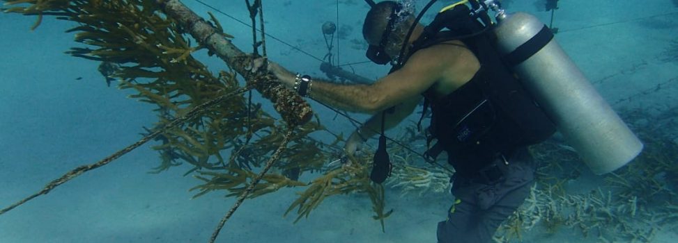 CON TOTAL ÉXITO SE REALIZÓ TRASPLANTE DE CORAL RAMIFICADO EN PROVIDENCIA Y SANTA CATALINA