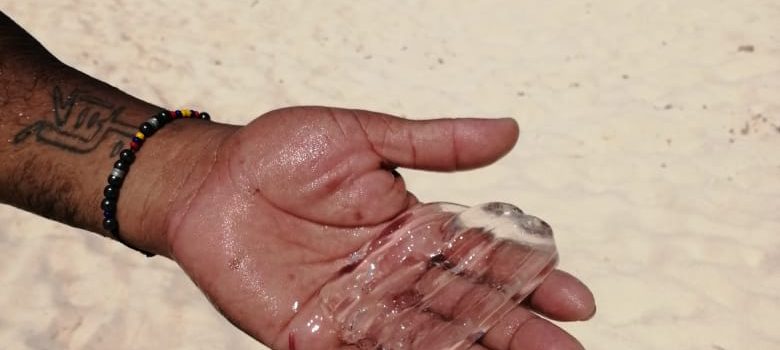 A LAS PLAYAS DE SAN ANDRÉS LLEGARON LAS CUBOMEDUSAS