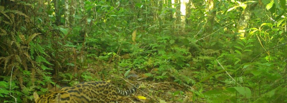 Reserva Forestal Popales, zona privilegiada para la biodiversidad en Segovia