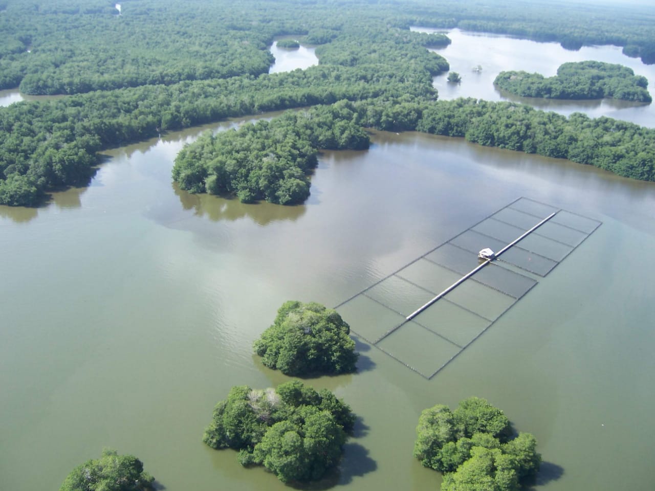 Colombia innova en metodologías para cuantificar el carbono en los manglares