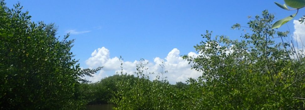 CORPAMAG E INVEMAR AVANZAN EN LA RESTAURACIÓN ACTIVA DE MANGLAR EN EL CAÑO LA CALETA DEL TAMBOR