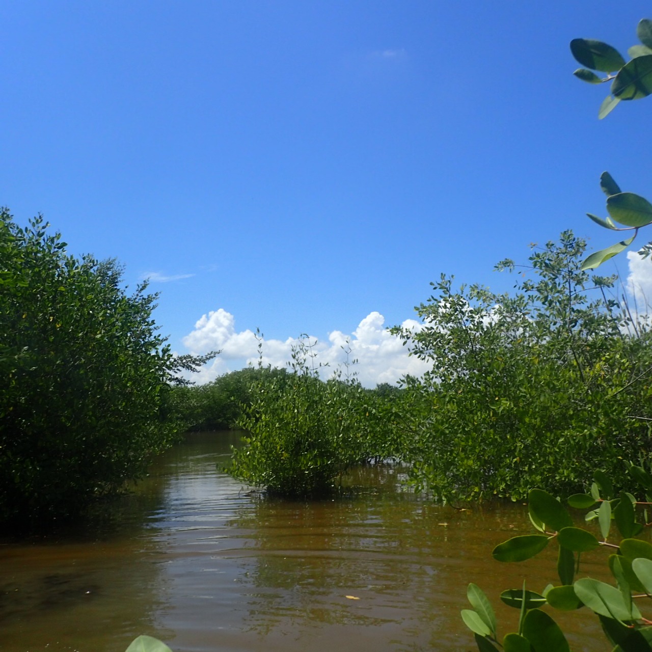 CORPAMAG E INVEMAR AVANZAN EN LA RESTAURACIÓN ACTIVA DE MANGLAR EN EL CAÑO LA CALETA DEL TAMBOR