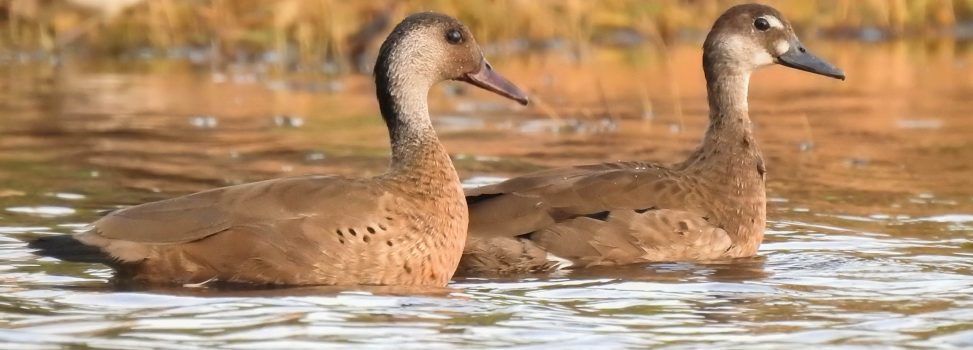 Más de 160 especies fueron avistadas en Censo de Aves Acuáticas