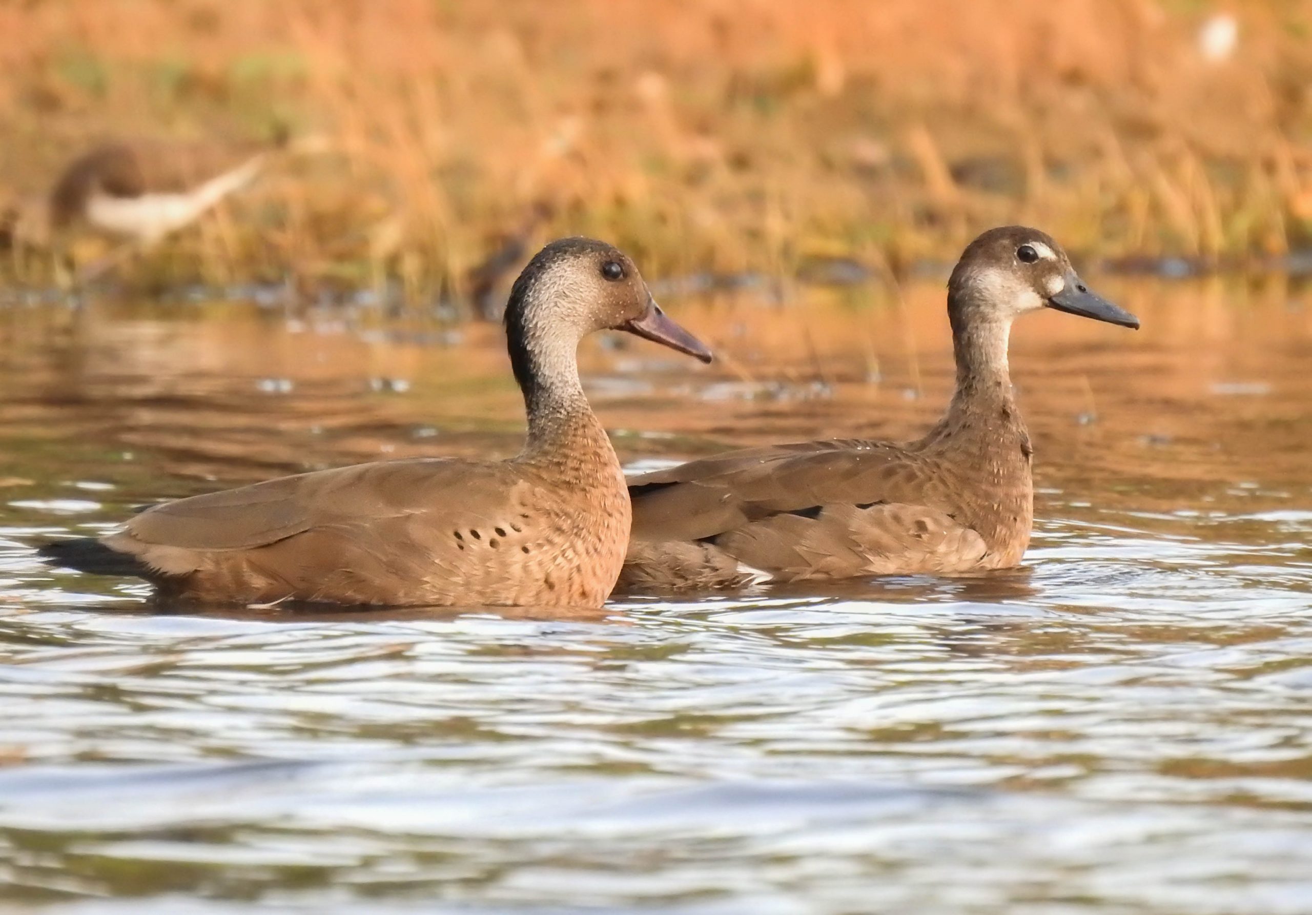 Más de 160 especies fueron avistadas en Censo de Aves Acuáticas