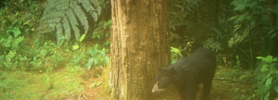 Nuevo registro de familia de Oso de Anteojos en San Agustín, Huila