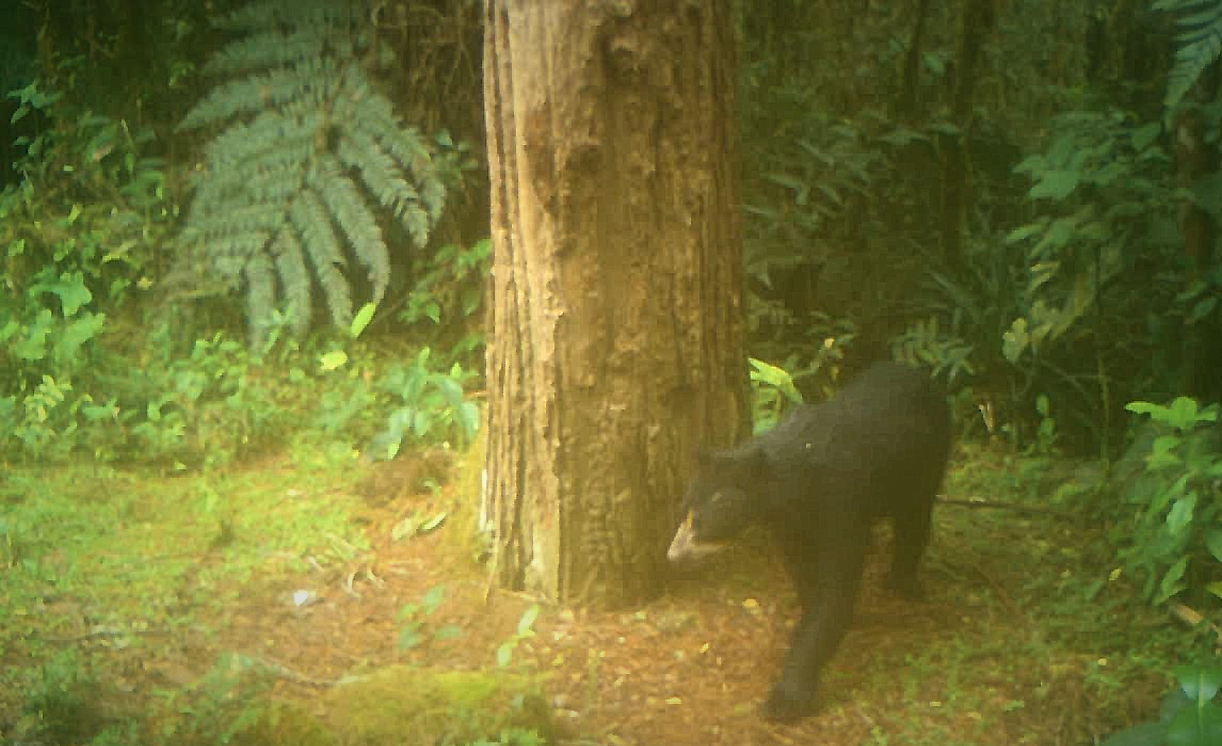 Nuevo registro de familia de Oso de Anteojos en San Agustín, Huila