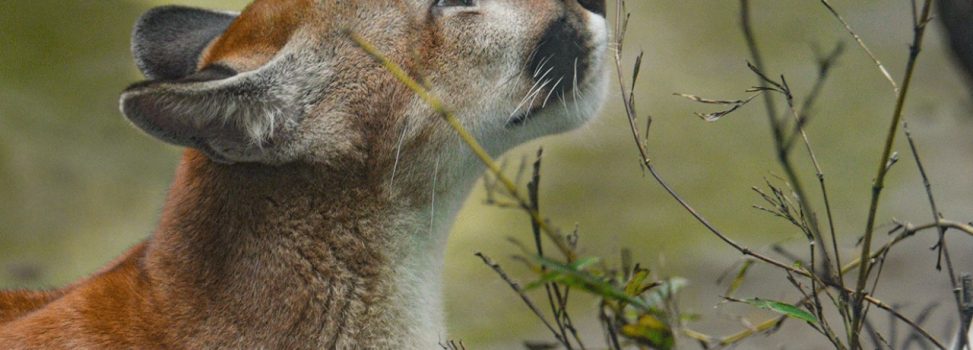 Cinco animales rescatados por Cormacarena fueron reubicados en el Zoológico de Cali