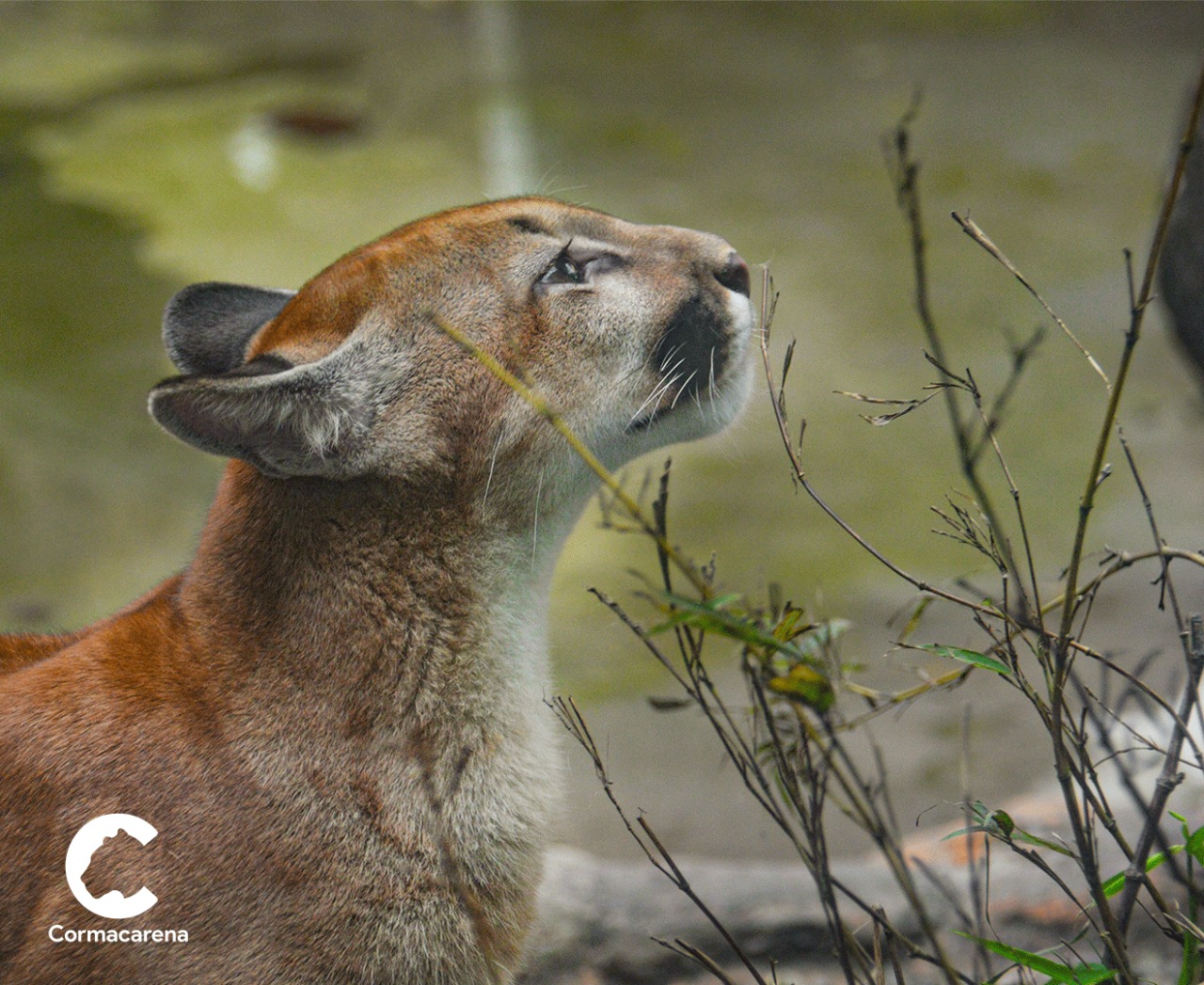 Cinco animales rescatados por Cormacarena fueron reubicados en el Zoológico de Cali