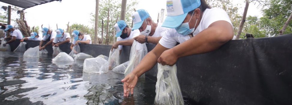 Con siembra de 30 mil alevinos, C.R.A reactiva actividad piscícola en Santo Tomás y Sabanagrande.