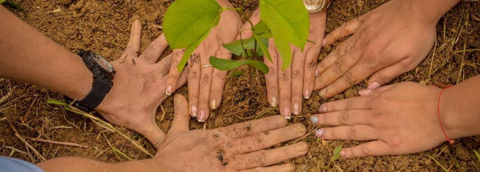 ‘Abril Verde’ ya llegó a 75.000 árboles sembrados en todo el Meta