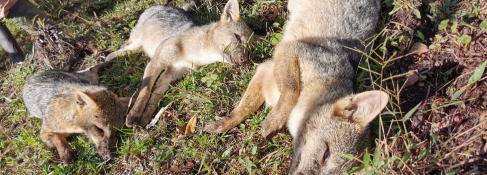 Cornare rechaza el envenenamiento de 5 zorros en vereda de San Vicente Ferrer