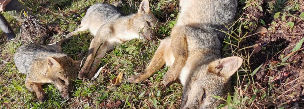 Cornare rechaza el envenenamiento de 5 zorros en vereda de San Vicente Ferrer