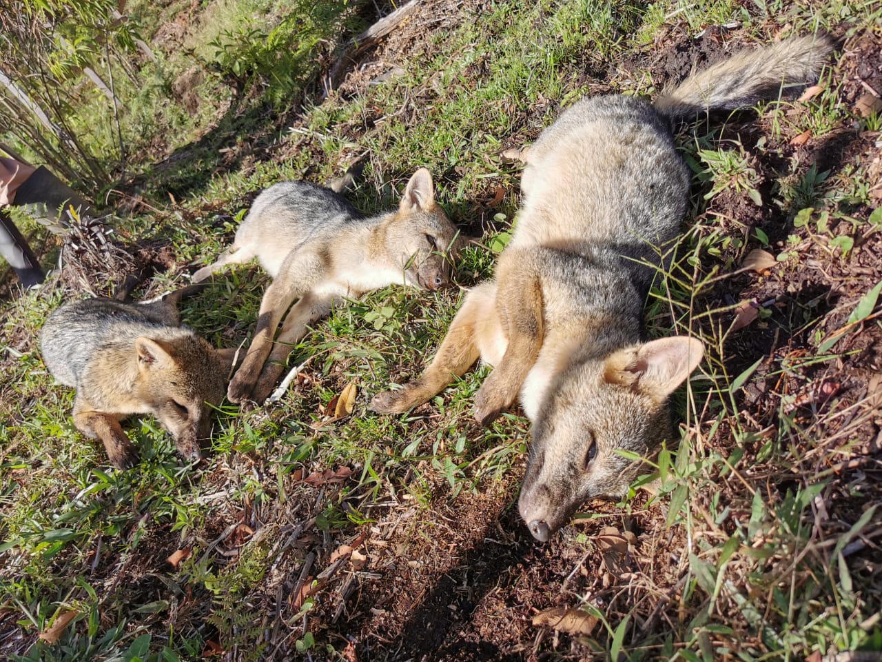 Cornare rechaza el envenenamiento de 5 zorros en vereda de San Vicente Ferrer