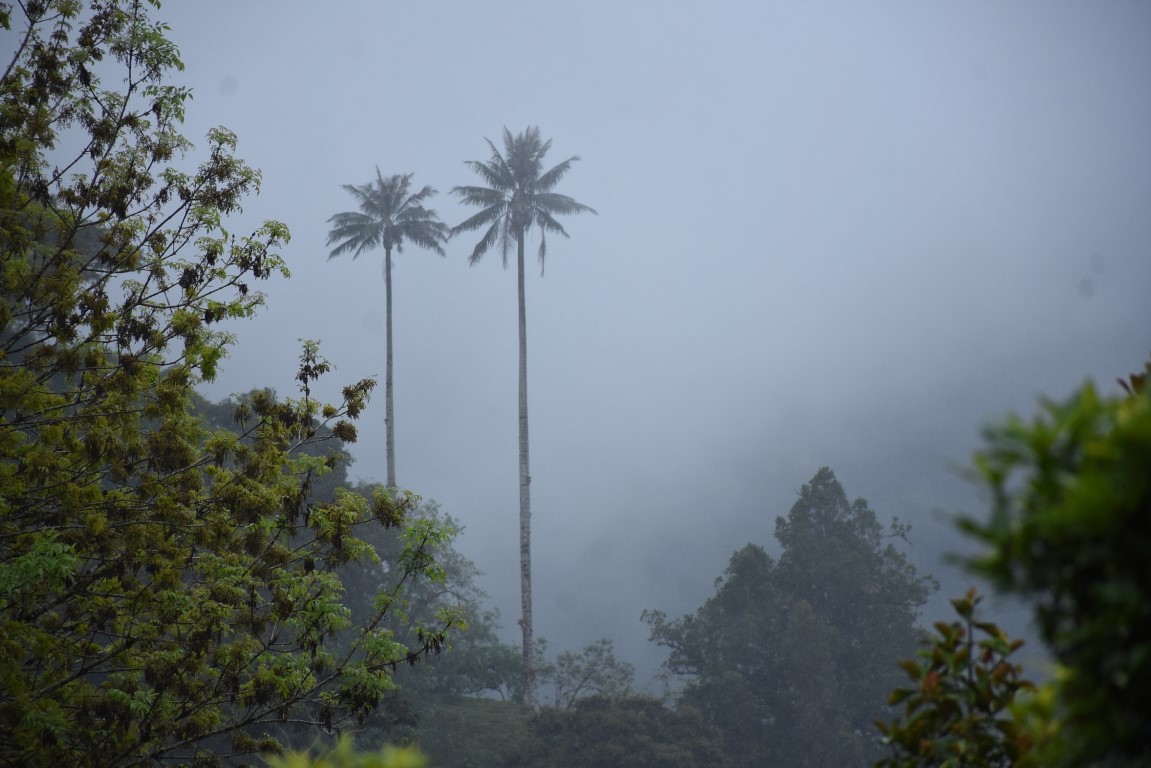 La CAM avanza en la conservación del patrimonio natural del Huila