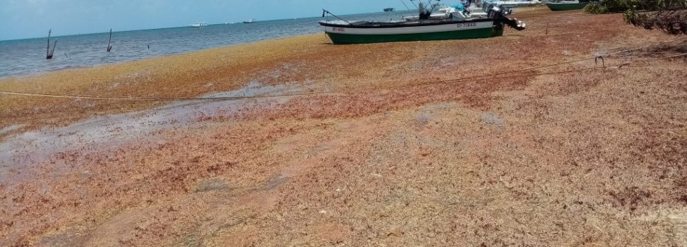 MONITOREO DE ALGAS ZARGAZOS