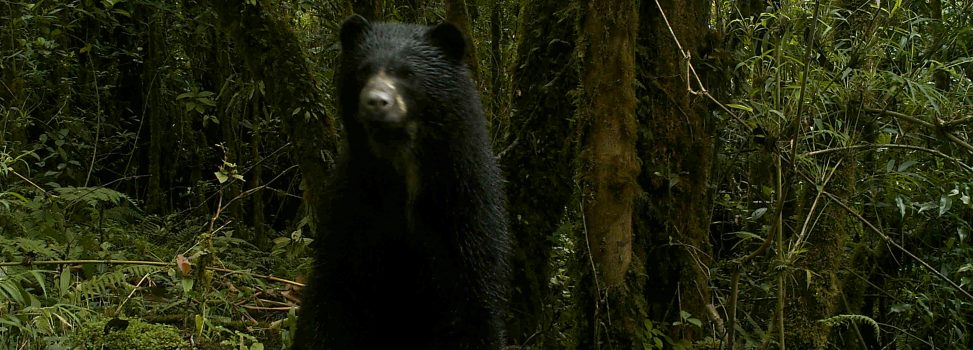 Fototrampeo, la estrategia de CORPOCHIVOR para la conservación de la biodiversidad en su territorio