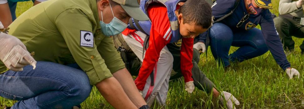 Comenzó liberación de 700 tortugas terecay rescatadas en Puerto López