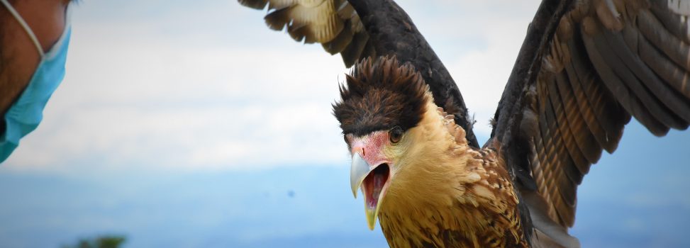 Después que le cortaran su plumaje, Caracara se recuperó y volvió a volar