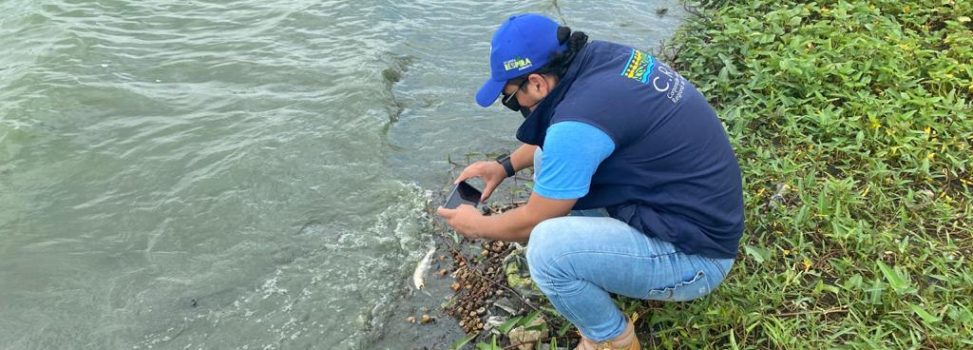 Alta concentración de algas, origen de mortandad de peces en ciénaga de Luruaco: C.R.A