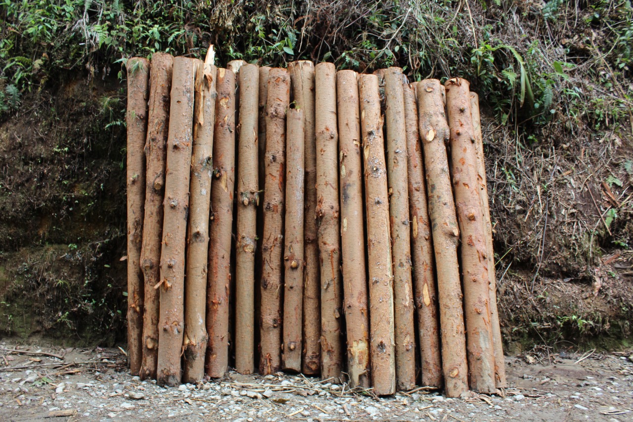 Corpocaldas continúa con el proceso de reconocimiento a empresas forestales por su legalidad de la madera y buenas prácticas ambientales