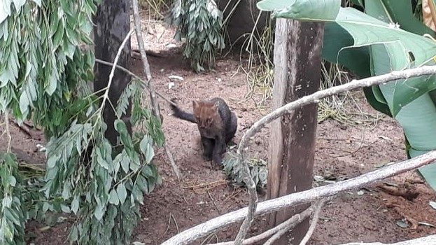 Puma Yaguarundi será trasladado al Zoológico de Barranquilla debido a que no superó el proceso de rehabilitación