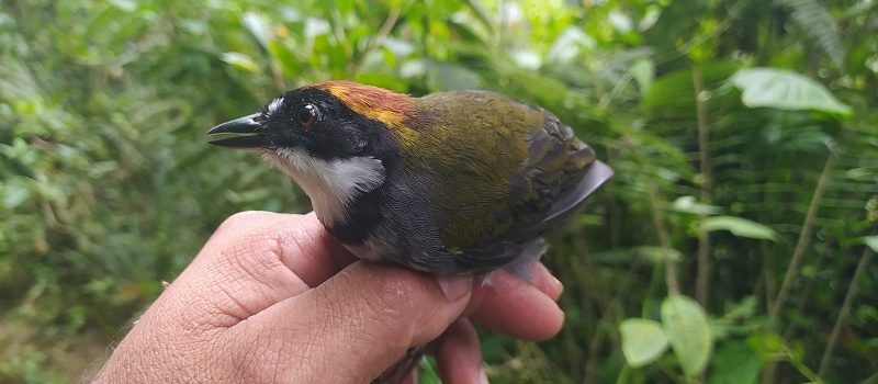 Huila protagonista de la expedición científica Alas, Cantos y Colores