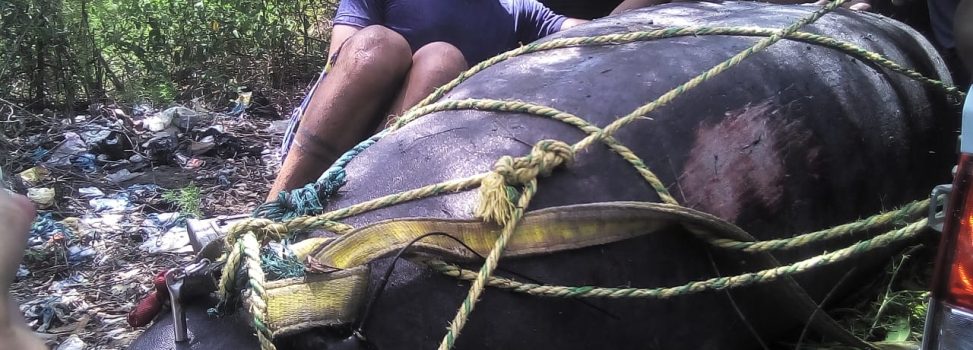 ATENTARON CONTRA JULIETA LA MANATI, LIBERADA EL PASADO 7 DE JULIO EN LAS COSTAS DE SANTA MARTA