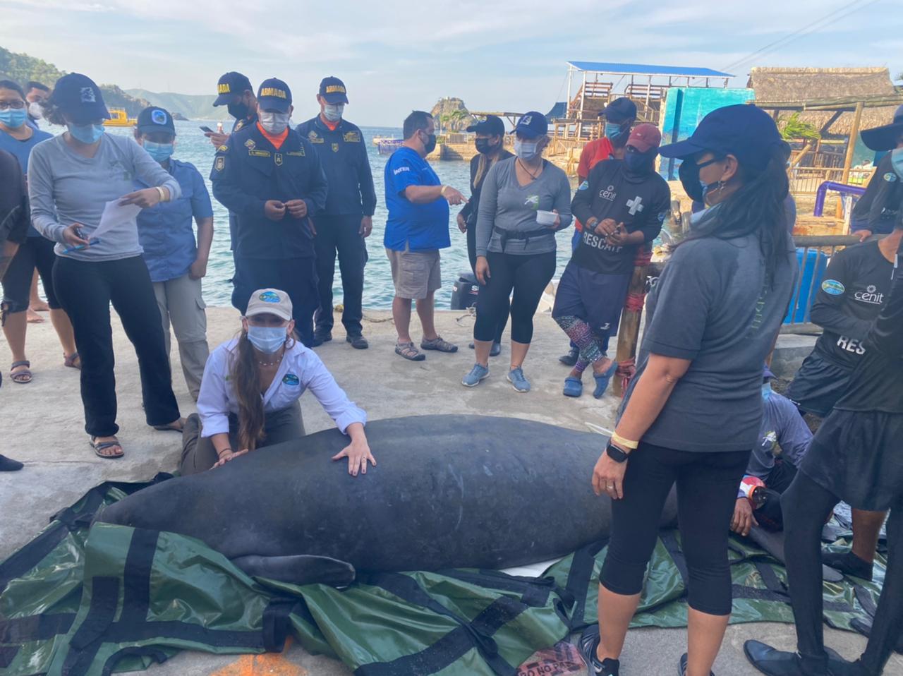 JULIETA, LA MANATÍ REGRESA A LAS AGUAS DEL CARIBE COLOMBIANO