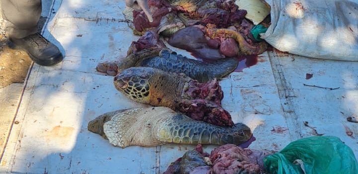 INCAUTAN 180 KILOGRAMOS DE CARNE DE TORTUGA MARINA EN LA VÍA RIOHACHA – MAICAO