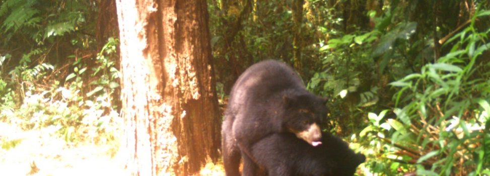 [Lo Último] En Huila reportan primer registro de apareamiento de Osos de Anteojos a nivel mundial