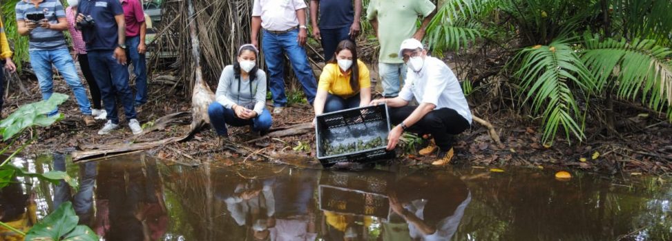 CORPOGUAJIRA Y CERREJÓN LIBERARON 1.000 TORTUGAS HICOTEAS EN EL MUNICIPIO DE DIBULLA