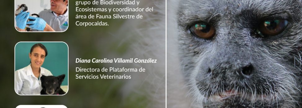 Corpocaldas, Isagen y la Universidad del Tolima lanzan el Atlas Anatómico del Tití Gris